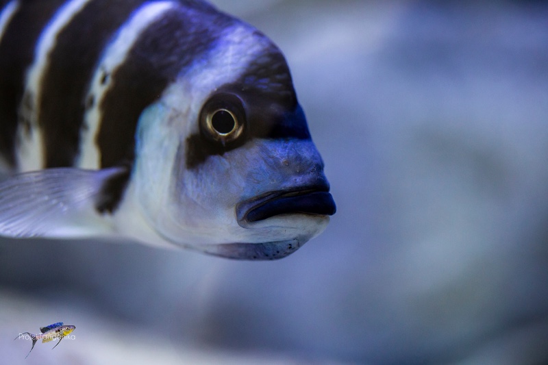 Cyphotilapia gibberosa 'Kapampa'